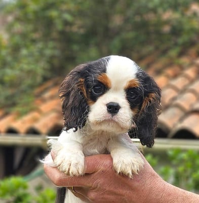 Les chiots de Cavalier King Charles Spaniel