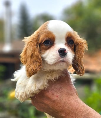 Les chiots de Cavalier King Charles Spaniel