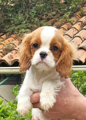 Les chiots de Cavalier King Charles Spaniel
