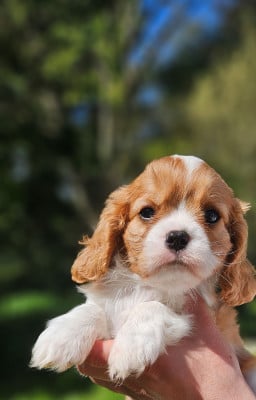 Les chiots de Cavalier King Charles Spaniel