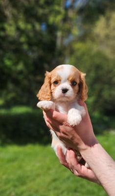 Les chiots de Cavalier King Charles Spaniel