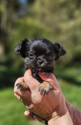 Les chiots de Chihuahua