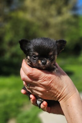 Les chiots de Chihuahua