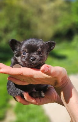 Les chiots de Chihuahua