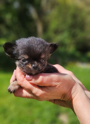 Les chiots de Chihuahua