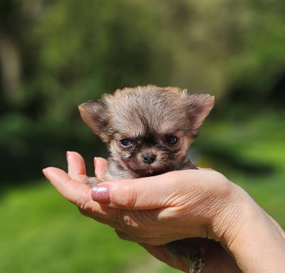 Les chiots de Chihuahua