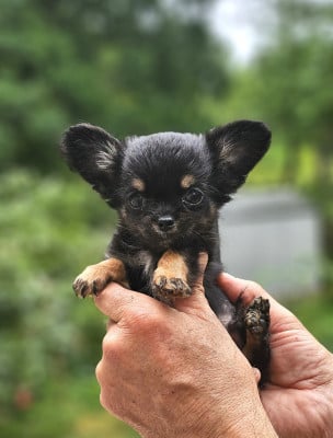 Les chiots de Chihuahua