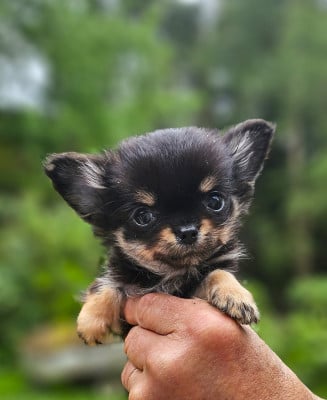 Les chiots de Chihuahua