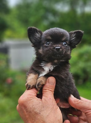 Les chiots de Chihuahua