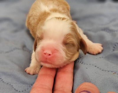Les chiots de Cavalier King Charles Spaniel
