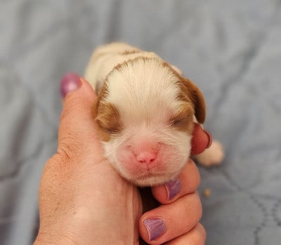 Les chiots de Cavalier King Charles Spaniel