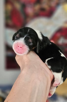 Les chiots de Cavalier King Charles Spaniel
