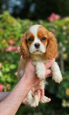 Les chiots de Cavalier King Charles Spaniel
