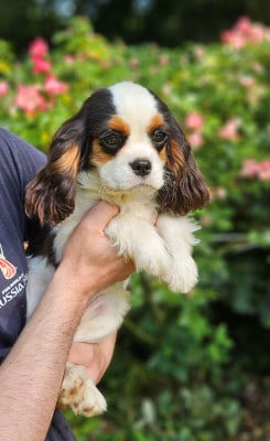 Les chiots de Cavalier King Charles Spaniel