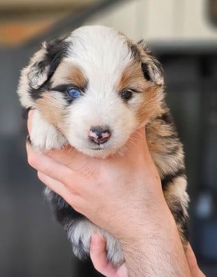 Les chiots de Berger Américain Miniature 