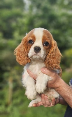 Les chiots de Cavalier King Charles Spaniel