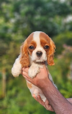 Les chiots de Cavalier King Charles Spaniel