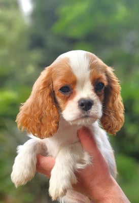 Les chiots de Cavalier King Charles Spaniel