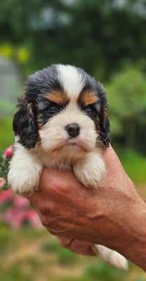 Les chiots de Cavalier King Charles Spaniel