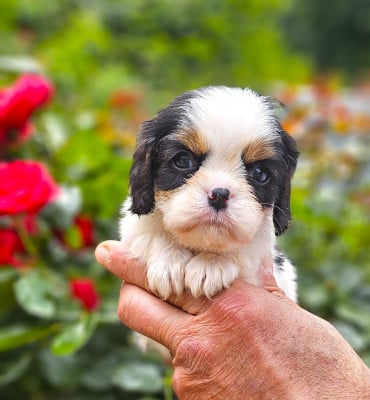 Les chiots de Cavalier King Charles Spaniel