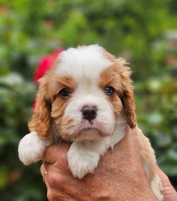 Les chiots de Cavalier King Charles Spaniel