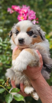 Les chiots de Berger Américain Miniature 