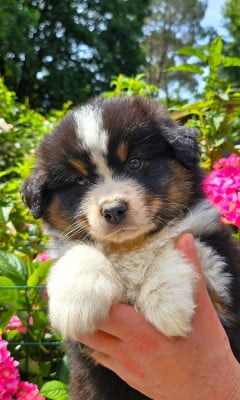 Les chiots de Berger Américain Miniature 