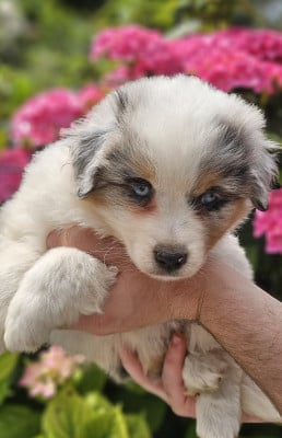 Les chiots de Berger Américain Miniature 