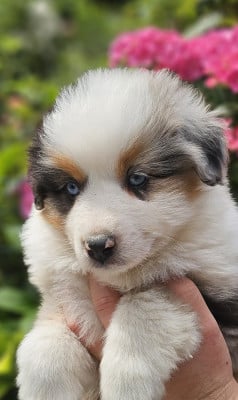 Les chiots de Berger Américain Miniature 