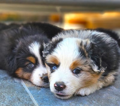 Les chiots de Berger Américain Miniature 