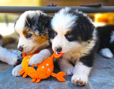 Les chiots de Berger Américain Miniature 