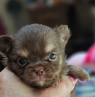 Les chiots de Chihuahua
