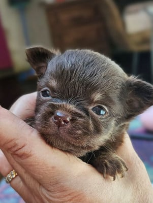 Les chiots de Chihuahua