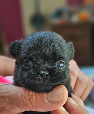 Les chiots de Chihuahua