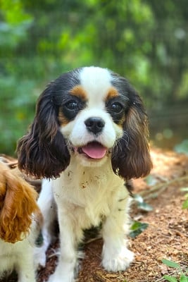 Les chiots de Cavalier King Charles Spaniel