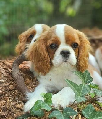 Les chiots de Cavalier King Charles Spaniel