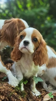 Les chiots de Cavalier King Charles Spaniel