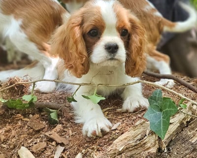Les chiots de Cavalier King Charles Spaniel