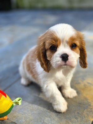 Les chiots de Cavalier King Charles Spaniel