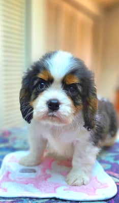 Les chiots de Cavalier King Charles Spaniel
