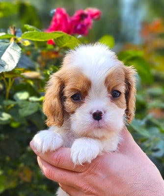 Les chiots de Cavalier King Charles Spaniel