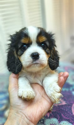 Les chiots de Cavalier King Charles Spaniel