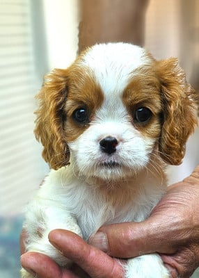 Les chiots de Cavalier King Charles Spaniel