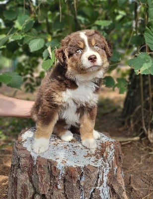 Les chiots de Berger Américain Miniature