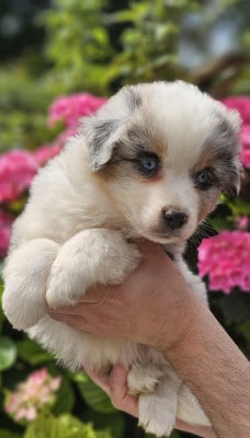 Les chiots de Berger Américain Miniature 