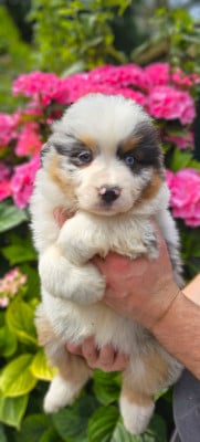 Les chiots de Berger Américain Miniature 