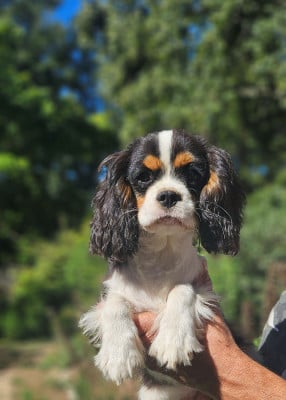 Les chiots de Cavalier King Charles Spaniel