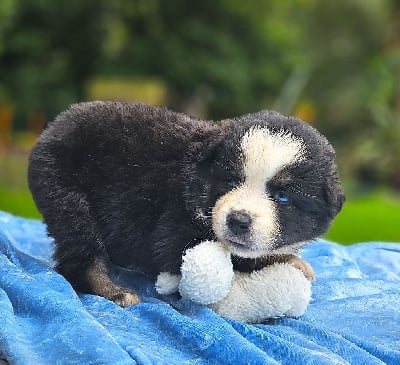 Les chiots de Berger Américain Miniature 