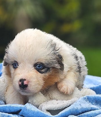Les chiots de Berger Américain Miniature 