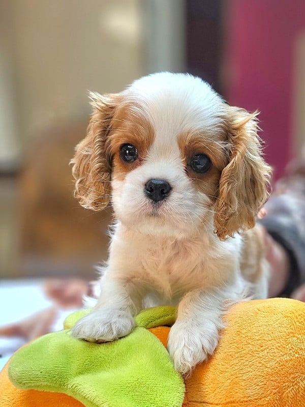 Cavalier King Charles Spaniel - Of little by little